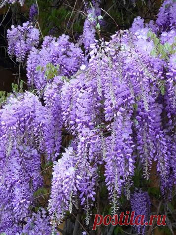 Крымская глициния - Садоводка