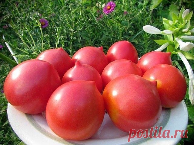 ПРО САМЫЕ РАННИЕ СОРТА ТОМАТОВ | 6 соток