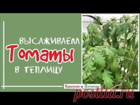 Томаты. Когда и как высадить в теплицу.