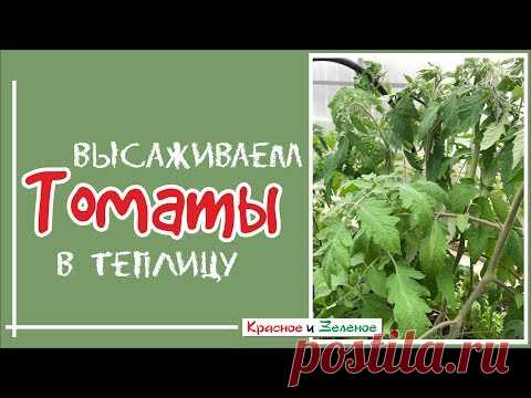 Томаты. Когда и как высадить в теплицу.