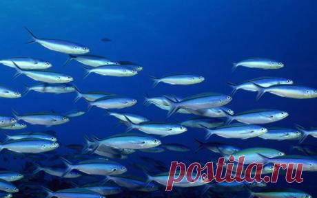 Почему вода в море соленая, а рыбы в ней - не соленые? А как было бы удобно!