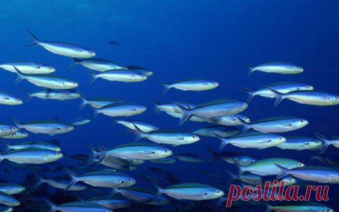 Почему вода в море соленая, а рыбы в ней - не соленые? А как было бы удобно!