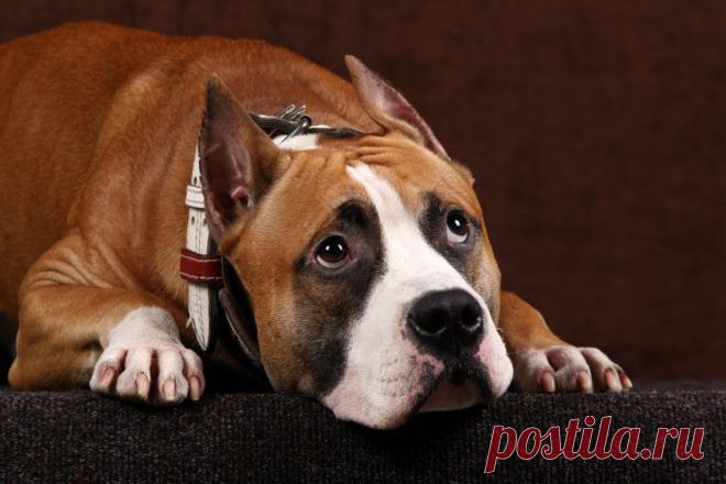 Arctic Glow Olimpiad (Фрэд)