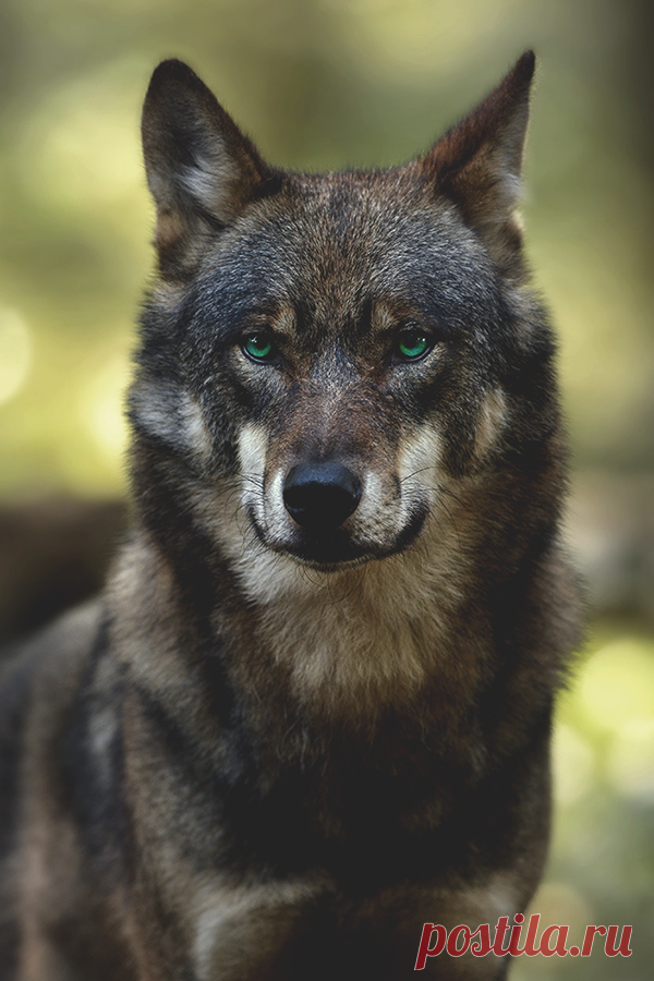 Oswin411 — wearevanity: Whatcha Lookin At? // By Marcel...