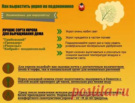 Укроп на подоконнике- секреты и советы хорошего урожая