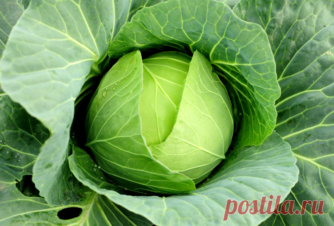 Капуста белокочанная: польза и вред для организма