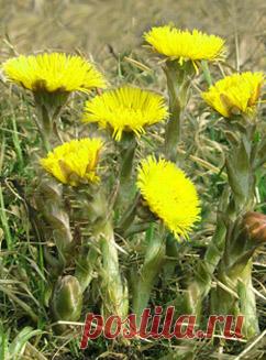 Мать-и-мачеха - свойства, применение - Комнатные растения, уход, энциклопедия растений, домашние цветы, фото, названия