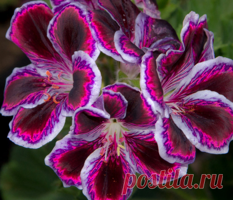 Пеларгония крупноцветковая (Pelargonium grandiflorum) встречается реже, чем ее близкая родственница пеларгония зональная