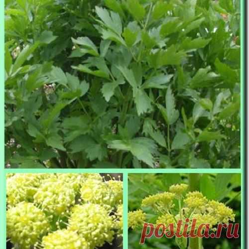 Специи и пряные травы. Любисток