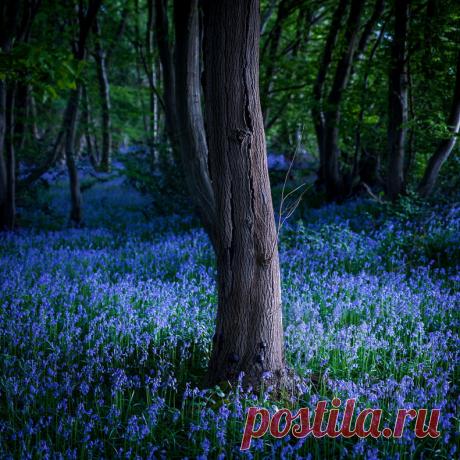 Поистине волшебное зрелище;)) В бельгийских лесах зацвели колокольчики — Фотоискусство