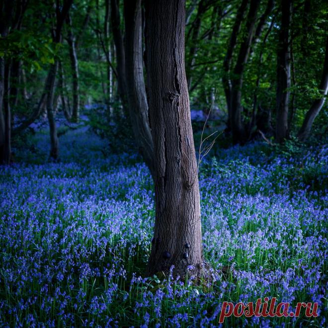 Поистине волшебное зрелище;)) В бельгийских лесах зацвели колокольчики — Фотоискусство
