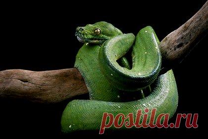 Россиянка получила ожоги 40 процентов тела от горящей змеи в Африке