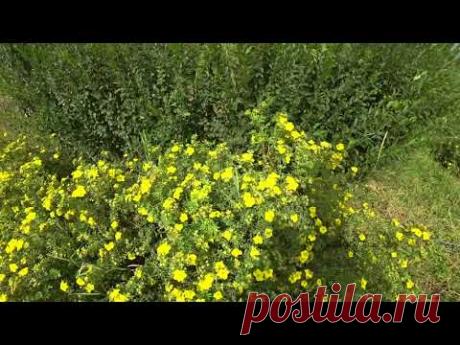 САМАЯ ДОЛГОЦВЕТУЩАЯ, НЕПРИХОТЛИВАЯ ЖИВАЯ ИЗГОРОДЬ!!!  лапчатка Голдфингер