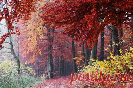 WELENNA — «В лес сказочный опять пойду гулять...» на Яндекс.Фотках