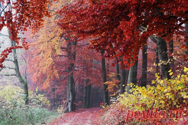 WELENNA — «В лес сказочный опять пойду гулять...» на Яндекс.Фотках