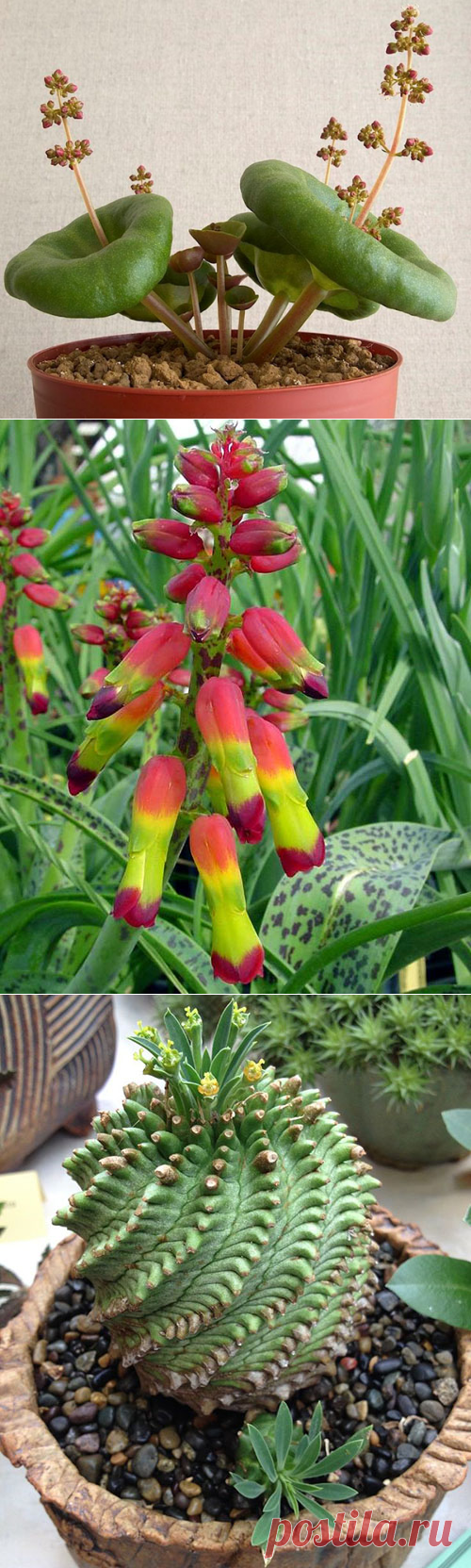 Подборка фото самых красивых и необычных комнатных растений