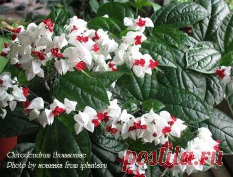 Клеродендрум Clerodendrum - Комнатные растения и цветы
