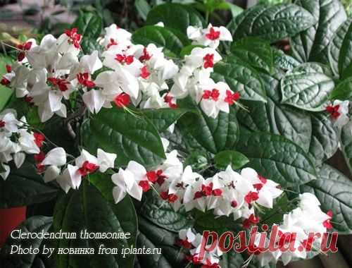 Клеродендрум Clerodendrum - Комнатные растения и цветы