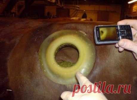 Коровы с дырками в боку. Это полный писец!