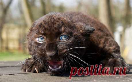 Топ-50 лучших фотографий из мира природы, сделанные настоящими мастерами | BraveDefender