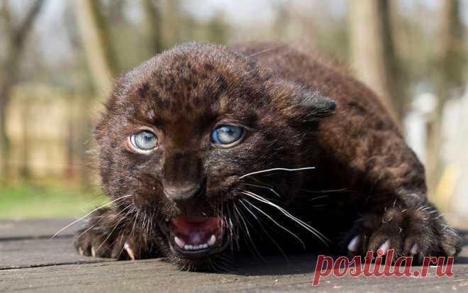 Топ-50 лучших фотографий из мира природы, сделанные настоящими мастерами | BraveDefender