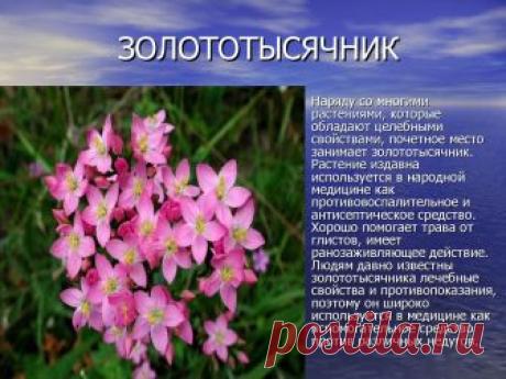 золототысячник зонтичный: 10 тыс изображений найдено в Яндекс.Картинках