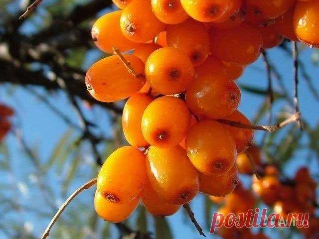 Чем полезна облепиха? Если бы нужно было составить список самых полезных ягод, что растут в наших широтах, то этот список, несомненно, возглавляла бы облепиха.   Эта замечательная ягода щедра не только на урожай (облепиховые […]