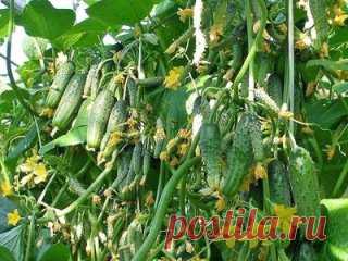 БОР ПОМОЖЕТ В УВЕЛИЧЕНИИ ЗАВЯЗЕЙ 
 
Совсем скоро начнется самая горячая пора у садоводов. Поэтому речь пойдет о саде и даче. 
 
Хотим поделиться с вами одним маленьким секретиком повышения урожайности. 
 
Когда растения начнут набирать цвет, надо успеть пока цветет прямо по цветам обрызгать всё: цветы, яблони, вишню, помидоры, огурцы и другие растения, слабым раствором бора (его можно купить в аптеке) 2-3 грамма на 10 литров воды. Этого хватит, чтобы буквально улить весь сад. 
 
Действует очень