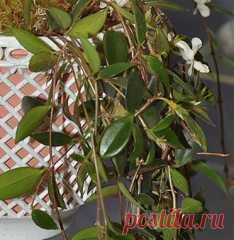 Кодонанта (Codonanthe)
