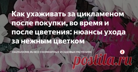 Как ухаживать за цикламеном после покупки, во время и после цветения: нюансы ухода за нежным цветком Прилавки цветочных магазинов практически всегда заставлены красивыми цветущими растениями. Среди них особенно выделяются яркие декоративные цикламены с необычными цветочками и приятным тонким ароматом. Их часто покупают в качестве подарка дорогому человеку или для украшения зеленого уголка своей квартиры. Но нередко бывает, что через некоторое время после покупки многие ста...