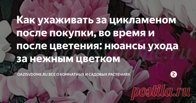 Как ухаживать за цикламеном после покупки, во время и после цветения: нюансы ухода за нежным цветком Прилавки цветочных магазинов практически всегда заставлены красивыми цветущими растениями. Среди них особенно выделяются яркие декоративные цикламены с необычными цветочками и приятным тонким ароматом. Их часто покупают в качестве подарка дорогому человеку или для украшения зеленого уголка своей квартиры. Но нередко бывает, что через некоторое время после покупки многие ста...