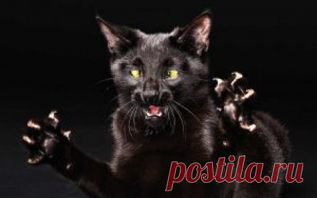 Стр. 5: забавные обои HD, обои для рабочего стола