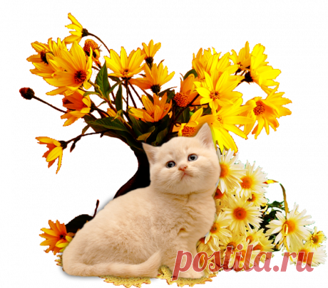 Изображения png разной тематики