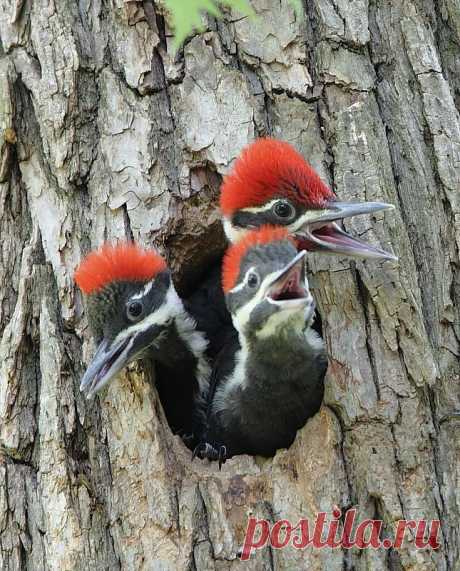 500px / Pileated дятел Птенцы Дэнни Браун