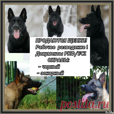 Продаются щенки немецкой овчарки рабочего разведения, стандарт.
Дата рождения: 6 марта 2016 г.
Документы РКФ (Российская Кинологическая Федерация) входящая в состав международной FCI.
Щенки породные , привиты по возрасту, нет аллергии и прочих геннетических заболеваний. Родители проверены по здоровью. 
   Отец щенков чёрного окраса, импортирован с Германии.  Мать - зонарного окраса, в основе Чешские крови (дочь  Jugo Vikar).
Цена: 35 т.р. торг и рассрочка уместны.