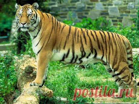 Бенгальский тигр (Panthera tigris tigris)