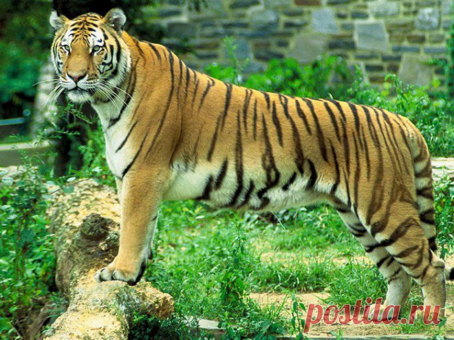 Бенгальский тигр (Panthera tigris tigris)