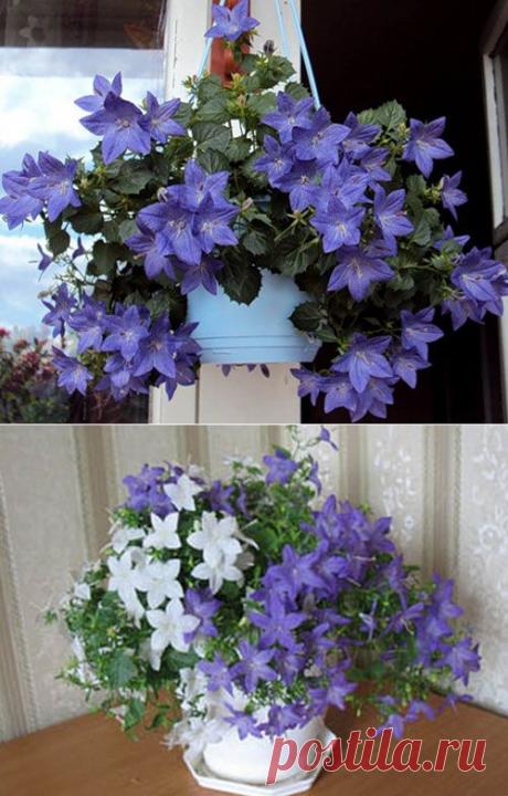 Кампанула. Уход в домашних условиях. | Начинающему цветоводу