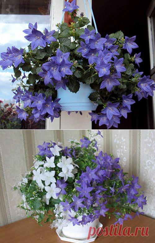 Кампанула. Уход в домашних условиях. | Начинающему цветоводу