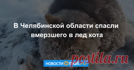 Супруги из Челябинской области спасли вмерзшего в лед кота