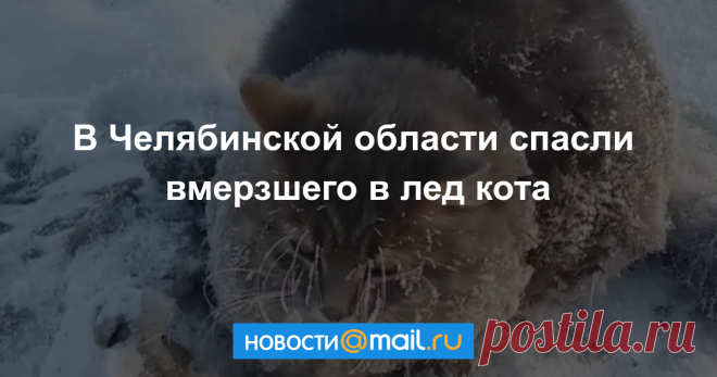 Супруги из Челябинской области спасли вмерзшего в лед кота