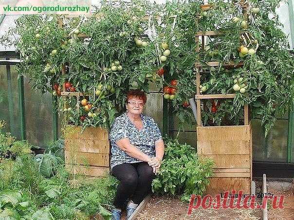 Советы огородникам 

* Борная кислота: 

Очень нужна в дачном хозяйстве. Если загнивают плоды кабачков или цуккини, если томаты в теплице переживают стресс от жары, если не завязываются плоды у перца и баклажана, если мало завязей на огурцах, делайте раствор борной кислоты и опрыскивайте растения. Рецепт таков: 2 г борной кислоты тщательно размешать в 500 мл горячей воды и долить до 10 л прогретой на солнце водой. 

* Глюкоза и витамин В1: 

Добавляю в удобрительные поливы...