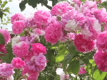 Романтический сад роз./Mottisfont Abbey Rose Gardens, Hampshire, UK