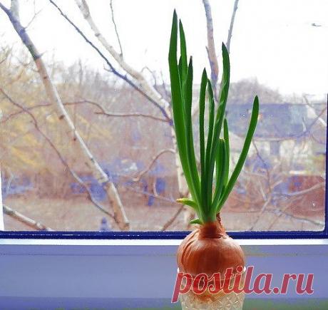 НА БОГАТСТВО !!!

Взять луковицу и пятирублёвую монету. Положить монету в чашечку, посадить в неё луковицу и залить водой наговорив: 

«Как этот лук вырастет, так и богатство моё расти станет. Да будет так!». 

Поливать постоянно лук, как вырастет максимально его нужно съесть, а монету всегда носить при себе.