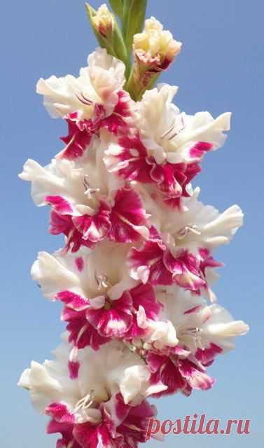Gladiolus 'All is Rosy' (Gladiolus x hortulanus) | See more about gladioli.  |  Найдено на сайте miraclepooh.tumblr.com.