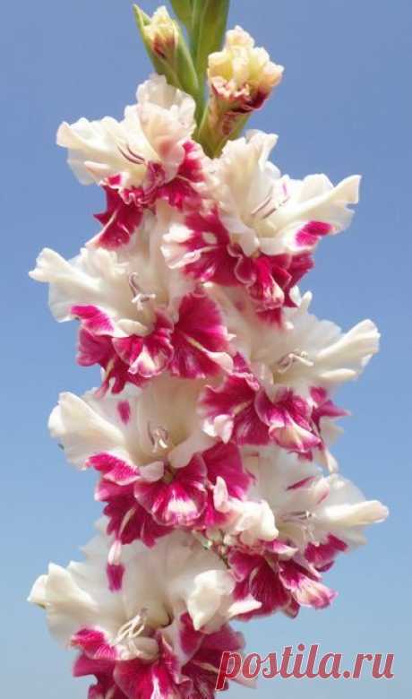 Gladiolus 'All is Rosy' (Gladiolus x hortulanus) | See more about gladioli.  |  Найдено на сайте miraclepooh.tumblr.com.