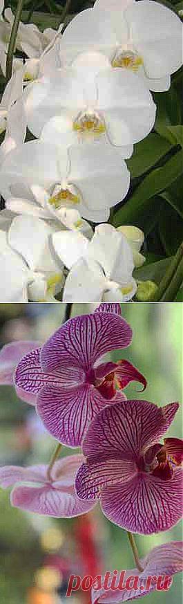 Орхидея. Орхидеи. Практические рекомендации. - Фаленопсис