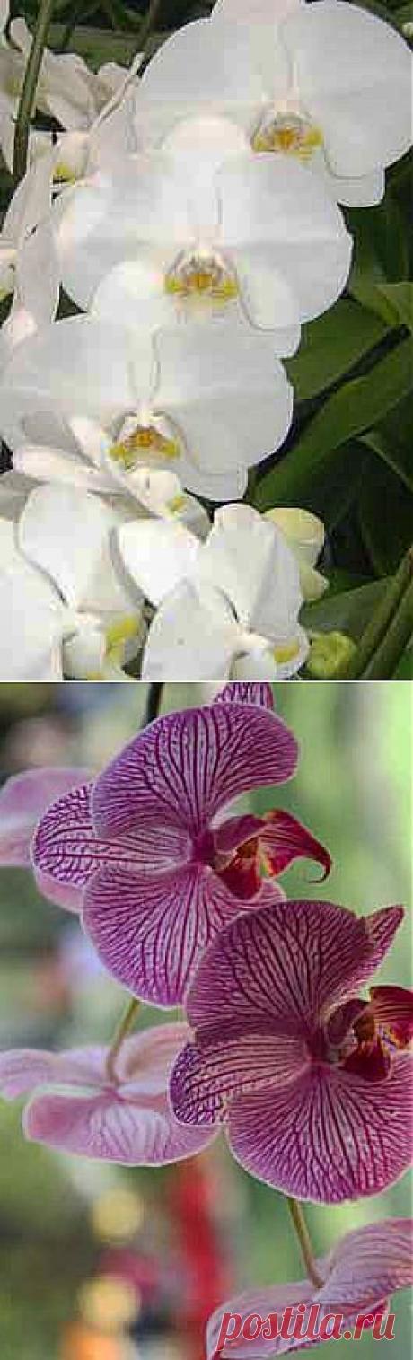 Орхидея. Орхидеи. Практические рекомендации. - Фаленопсис