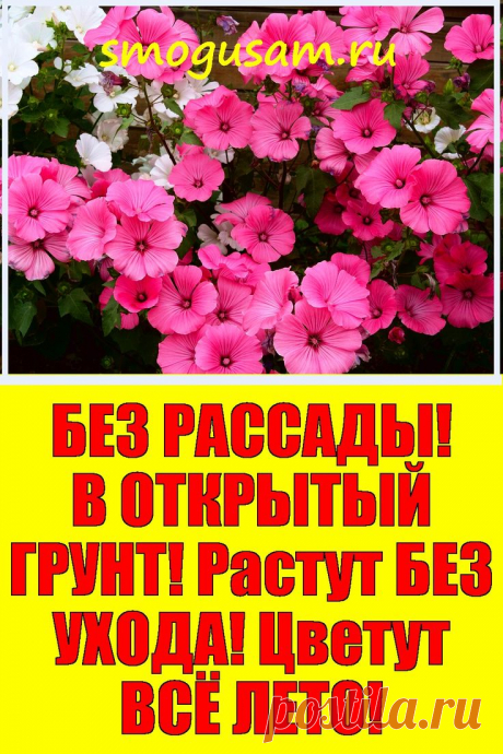 📌Топ ОДНОЛЕТНИХ красивых ЦВЕТОВ 🌺 Весной БЕЗ РАССАДЫ! 🌺 Растут БЕЗ УХОДА! 🌺 Цветут ВСЁ ЛЕТО! в 2024 г | Однолетние цветы, Цветы, Цветоводство