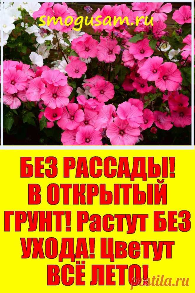 📌Топ ОДНОЛЕТНИХ красивых ЦВЕТОВ 🌺 Весной БЕЗ РАССАДЫ! 🌺 Растут БЕЗ УХОДА! 🌺 Цветут ВСЁ ЛЕТО! в 2024 г | Однолетние цветы, Цветы, Цветоводство